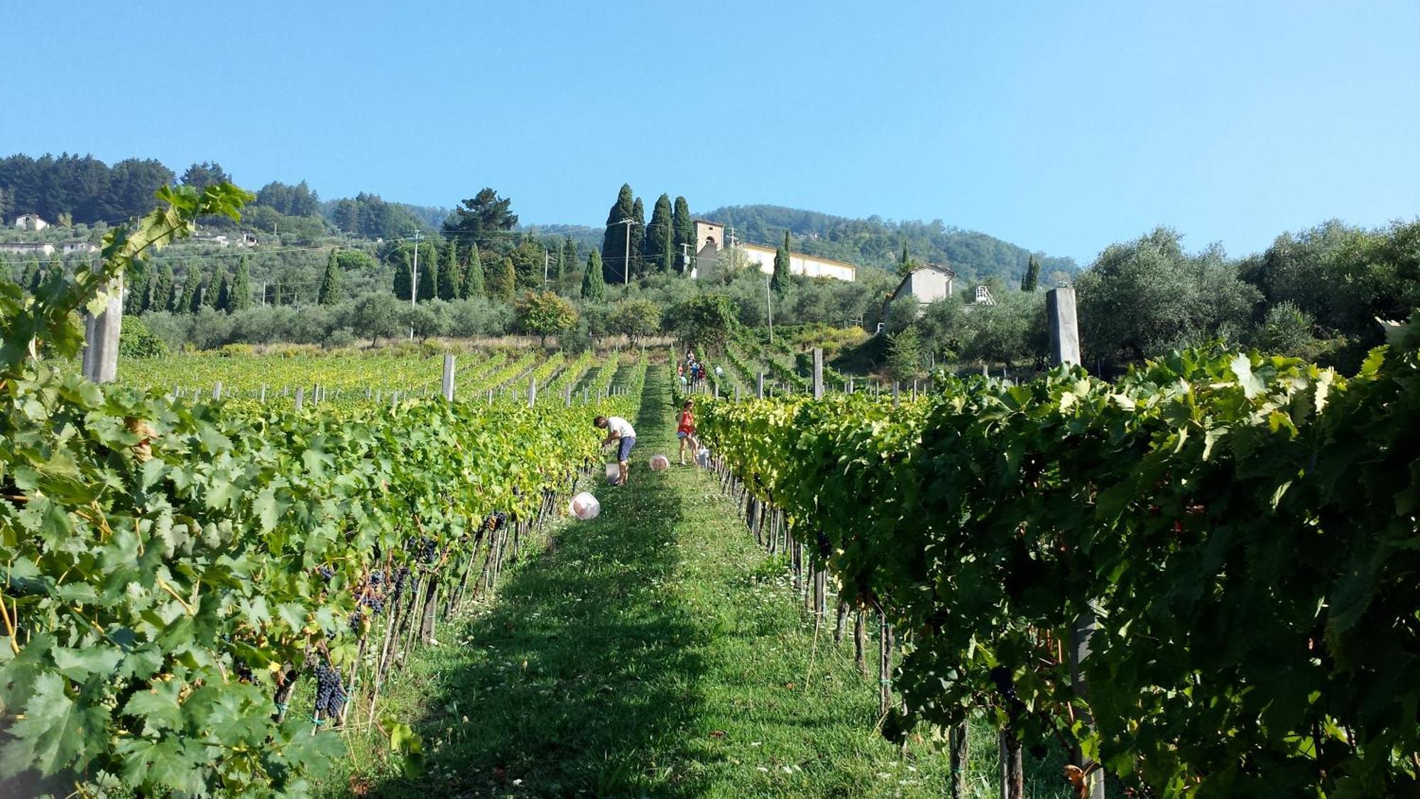 Fattoria Gambaro Di Petrognano Villa Collodi Exterior photo
